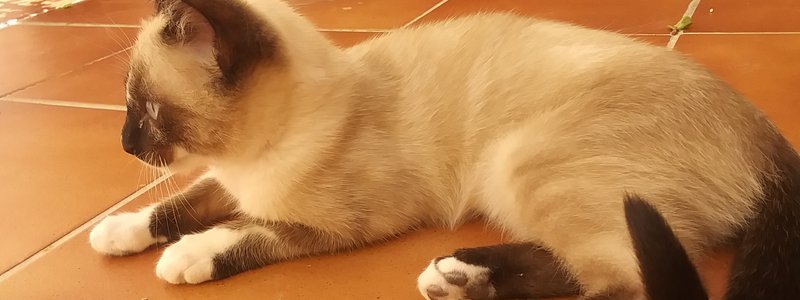 Cuánto sabes de miau miau
