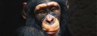 Monos