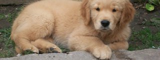 Perros