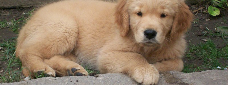 Perros
