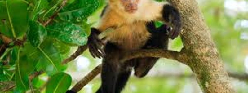 monos capuchinos
