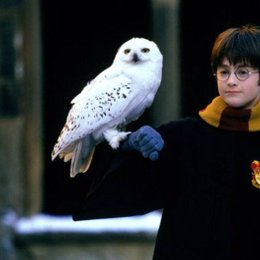 &iquest;Cual es el nombre de la lechuza de Percy? - 2-Harry Potter y la c&aacute;mara secreta (29/05/2020)