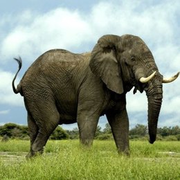 Quien tenia un elefante secreto en KARMALAND? - &iquest;Cuanto sabes de KARMALAND?