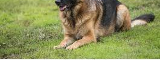 MI PERRO