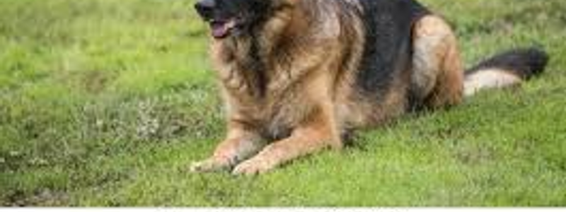 MI PERRO