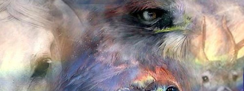 ¿ Cual es tu espiritu animal?