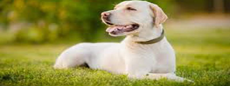 perros labradores