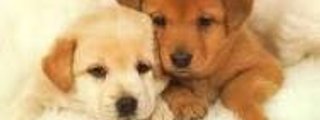 perros