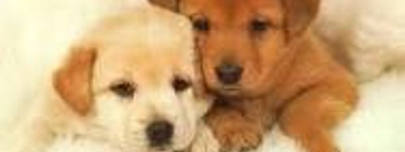 perros
