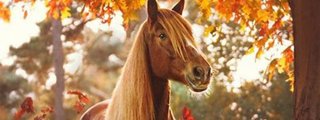 Tu caballo o poni ideal