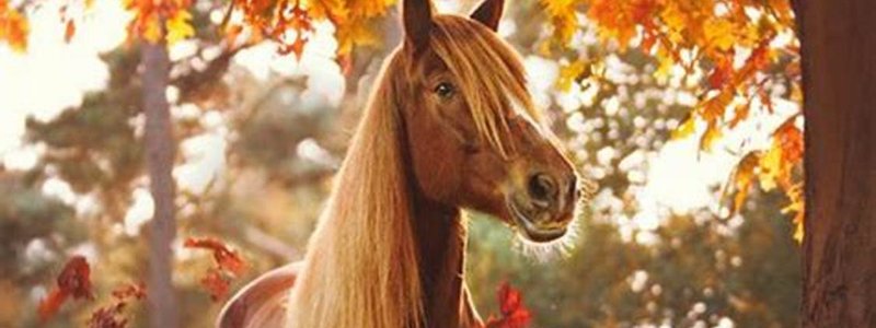 Tu caballo o poni ideal