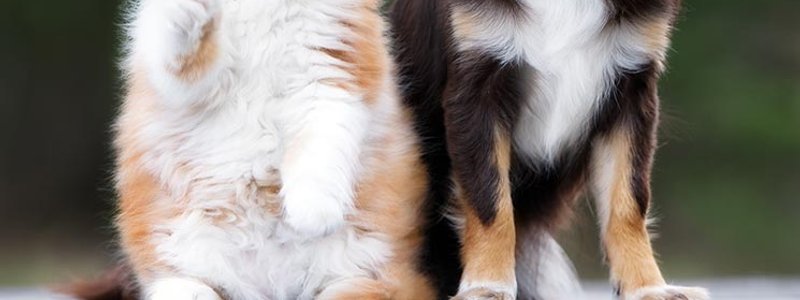 Gato perro :O