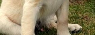 perros