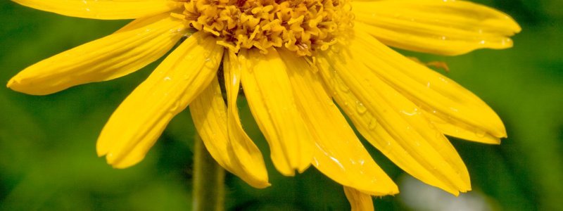 Arnica