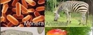 TEST DE LOS 5 REINOS DE LA NATURALESA