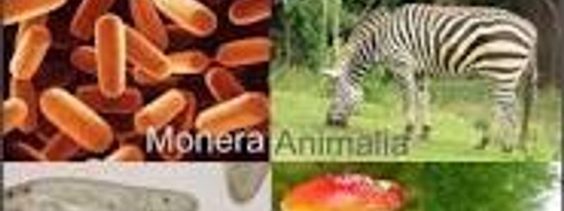 TEST DE LOS 5 REINOS DE LA NATURALESA