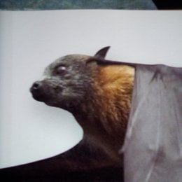 Si alguien muere en estado de cuarentena y el el covid una vez ingresado en un hospital el difunto se convertir&aacute; en un quir&oacute;ptero en Marvel.Tu cerebro est&aacute; evolucionando al reves.eres la rama n&uacute;mero 16 del &aacute;rbol de la evoluci&oacute;n. - Que evoluci&oacute;n eres?