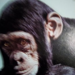 Si alguien que ingreso en un hospital del arca del cuarentena del covid y sobrevivi&oacute; esa persona se convertir&aacute; en un primate en Marvel aqu&iacute; no se incluye al hombre porque ya lo eres tampoco se incluyen a los a hom&iacute;nidos todos est&aacute;n extintos y eran hibridos.Eres la rama n&uacute;mero 17 de la evoluci&oacute;n. - Que evoluci&oacute;n eres?