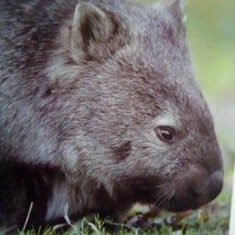 Si estas sano y la pandemia del covid no ataca a tus anticuerpos y sobrevives en casa pr&oacute;ximamente al covid te espera un nuevo reto ser&aacute;s un hiracoideo en Marvel  una evoluci&oacute;n superior al que los humanos que se van a convertir en primates ellos no se adaptan al futuro despu&eacute;s del covid pero t&uacute; si puedes.Eres la rama n&uacute;mero 18 de la evoluci&oacute;n. - Que evoluci&oacute;n eres?