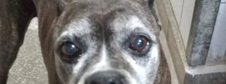 Mi Perro
