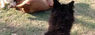 perros