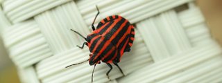¿Qué tipo de insecto eres?