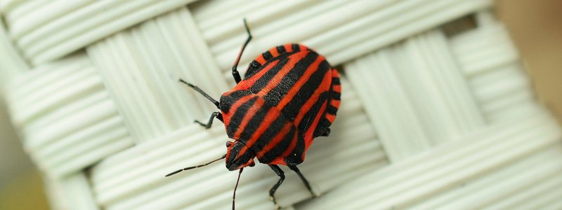 ¿Qué tipo de insecto eres?