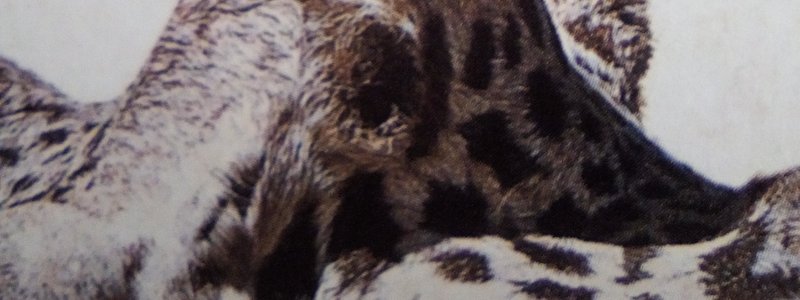 Que evoluci&oacute;n eres? Okapi o jirafa?