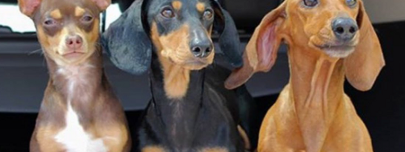 &iquest;cu&aacute;l de las mascotas de los polinesios eres?