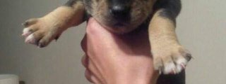 Los perros son