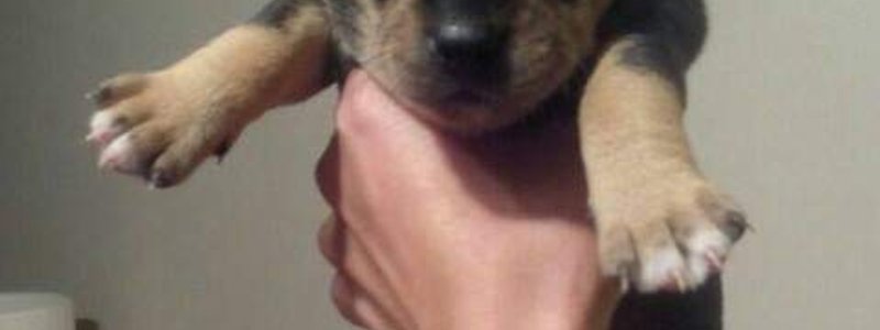 Los perros son