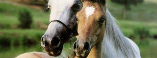 que caballo eres