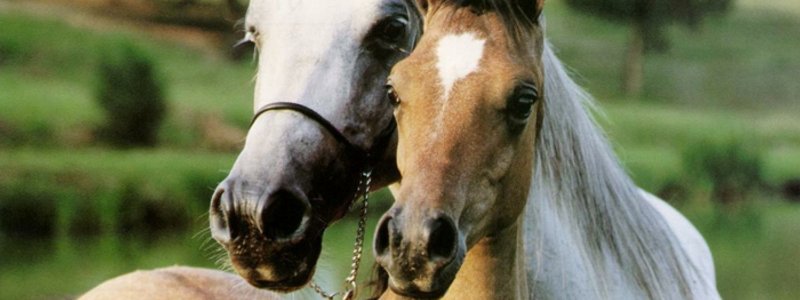 que caballo eres