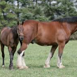 si un elefante mide 30 cm cuanto pese un caballo? - matematicas avansadas