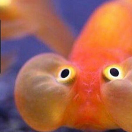 si un chef se comi un pez cuantos peses se comieron un chef - matematicas avansadas