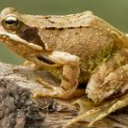 si jose tiene 3 burros y damian tiene 1 cual es el que tiene mas ranas - matematicas avansadas