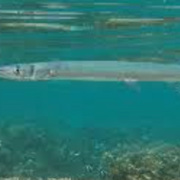 si te comes un pez y tu amigo se comio 4 y tu bomitaste y el no 
cuantos peses se comio tu amigo? - matematicas avansadas