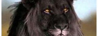 Que animal eres ? Test 