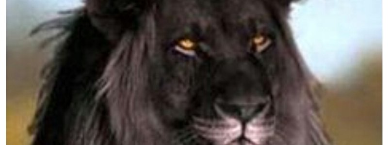 Que animal eres ? Test 
