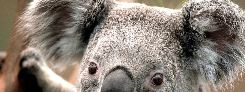 conoses  a .los koalas