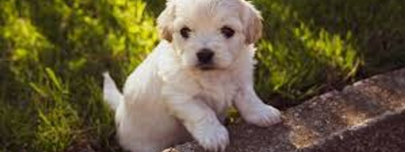 Que animal eres???