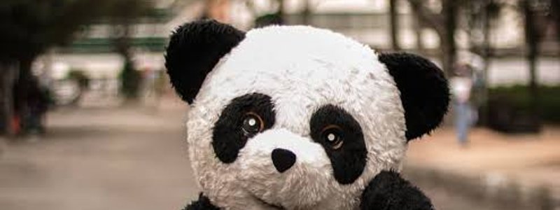 Cuánto conoces A PANDA AVENTURERO (DE PAKI)