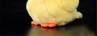 patoooo?
