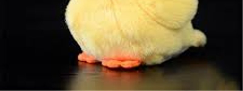 patoooo?