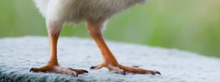 que raza de pollito eres