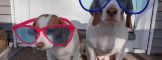 cuanto sabes de maimo el perro yotuber