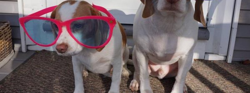 cuanto sabes de maimo el perro yotuber