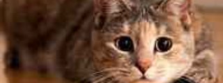 Que tanto te gustan los gatos🐱?