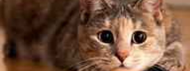 Que tanto te gustan los gatos🐱?