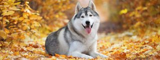 Que perro eres